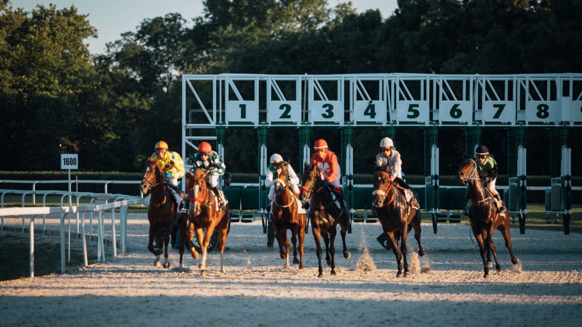 Jockeys et chevaux sortent des stalles de départ lors d'une course hippique